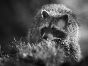 raccoon