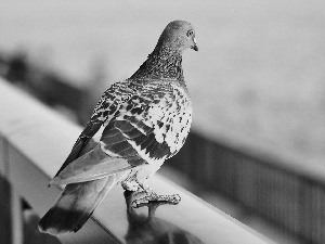 dove, hand-rail