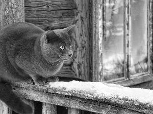 hand-rail, Window, winter, Wooden, British Cat