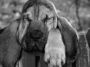 railing, Bloodhound, Red