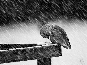 Bird, Rain