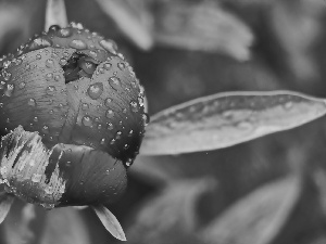bud, drops, rain, peony