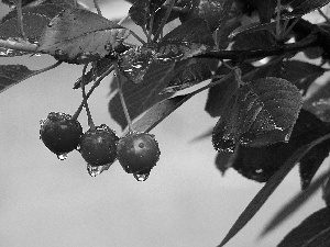 cherries, drops, rain, twig