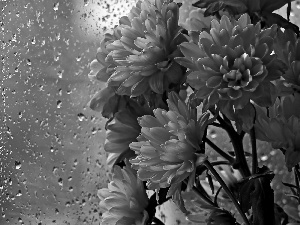 Daisy, drops, rain, Glass