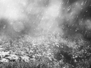 daisy, Rain