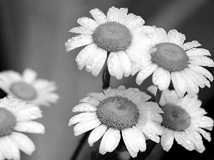 rain, camomiles, drops