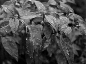 rain, fuchsia, drops