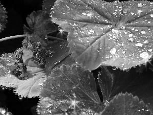 rain, Leaf, drops