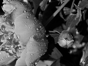 rain, peony, drops