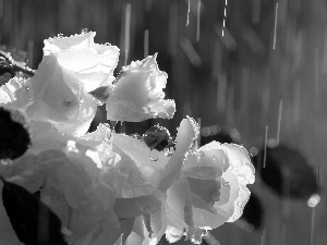 rain, roses, drops