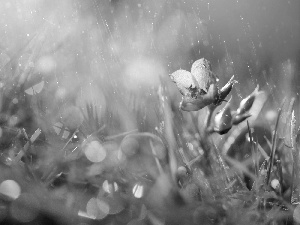 Rain, Pink, Flower