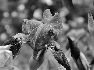 Colourfull Flowers, drops, rain, iris