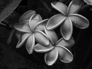 Flowers, drops, rain, Plumeria