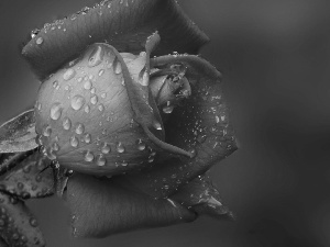 red hot, drops, rain, rose