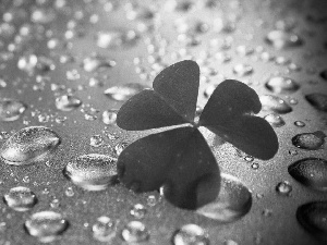 leaf, drops, rain, clover