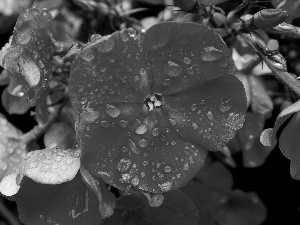 phlox, drops, rain, Pink