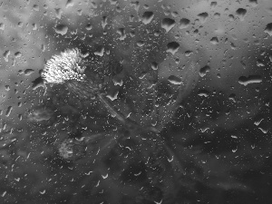 teasel, drops, rain, Glass
