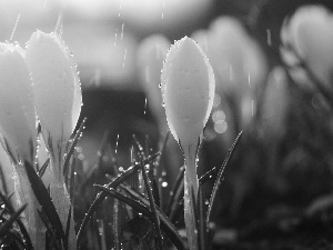 White, drops, rain, crocuses