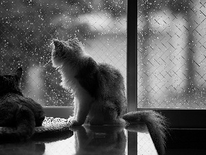 Rain, puss, Window