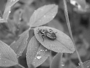 Smith wingless, drops, rain, leaf