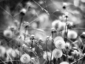 puffball, colors, rainbow, dandelion