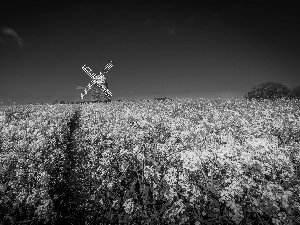 rape, Windmill, Field