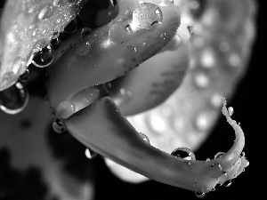 drops, White, rapprochement, blur, water, orchid
