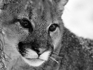 cougar, rapprochement