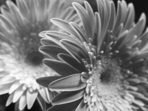 Flowers, gerberas, rapprochement, Pink