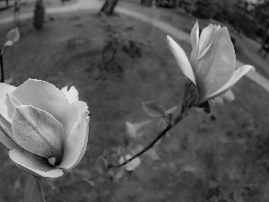 Twigs, rapprochement, Flowers, Magnolia, Yellow