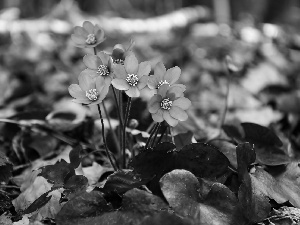 rapprochement, Hepatica, Leaf