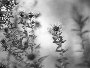 Flowers, rapprochement, Pink, dewy, Astra