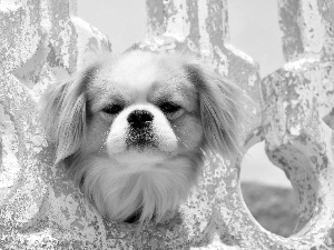 pekinese, Puppy, rapprochement