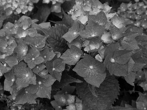 Leaf, rapprochement, Red, hydrangeas, Flowers