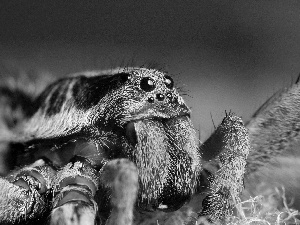 Spider, rapprochement