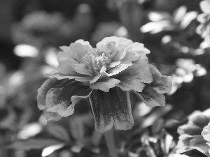 rapprochement, Flower, Tagetes