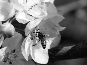 Flowers, Fruit Tree, rapprochement, bee, twig, White