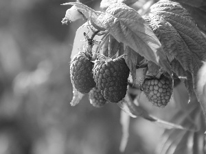 maturing, raspberries