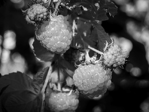 Yellow, raspberries