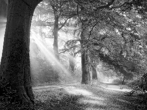 trees, rays of the Sun, Alleys, viewes