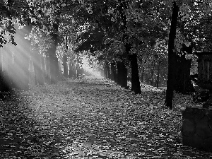 rays, Park, autumn