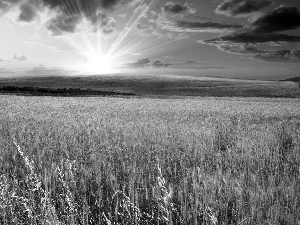 clouds, corn, rays of the Sun