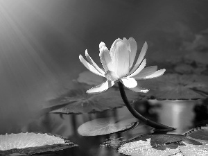 rays of the Sun, water, water-lily, Leaf