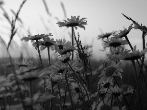 daisy, Meadow, rays