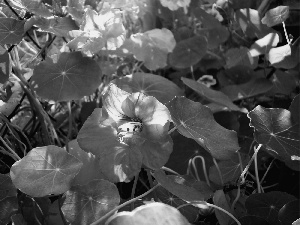 nasturtium, rays