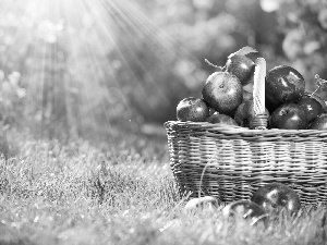 apples, Fruits, rays, sun, basket, autumn