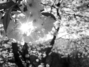 rays, sun, sapling, Przebijające, flourishing