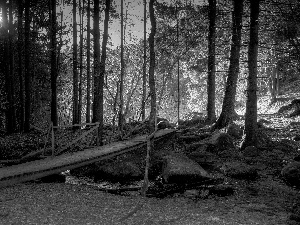 Stones, forest, rays, sun, footbridge, stream