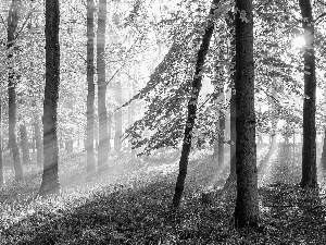 rays, sun, Path, Flowers, forest