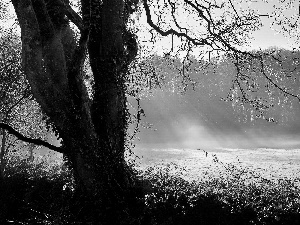 forest, rays, sun, car in the meadow